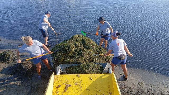 La Comunidad retira más de 4.200 toneladas de biomasa del litoral del Mar Menor desde enero - 2, Foto 2