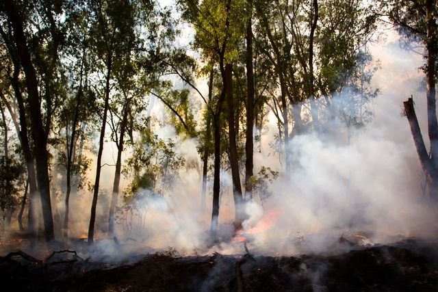 Agosto comienza con temperaturas extremas y riesgo máximo de incendios - 1, Foto 1