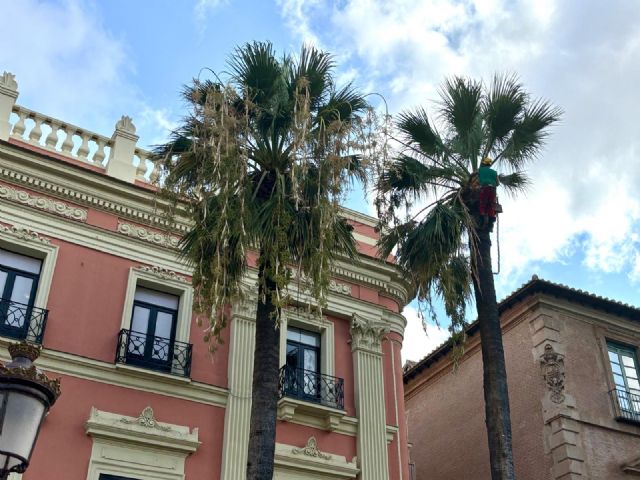 Las más de 18.000 palmeras del municipio reciben labores de revisión y poda - 2, Foto 2