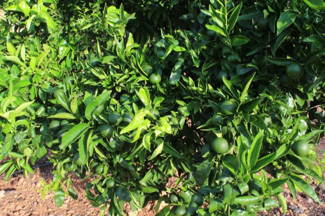 Unión de Uniones prevé una disminución de casi el 5% en la cosecha de cítricos por adversidades climáticas - 1, Foto 1