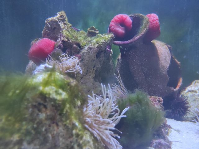 El Museo de la Ciencia y el Agua invita a descubrir el Mar Menor con nuevos acuarios y talleres sobre tortugas marinas - 2, Foto 2