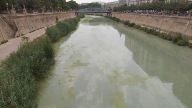 La CHS confirma a Huermur que las aguas del Río Segura a su paso por Murcia no son aptas para el baño - 3, Foto 3