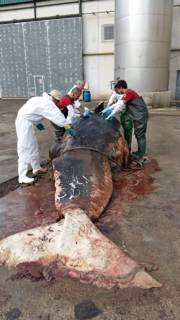 El cachalote hallado muerto a la deriva en Cartagena presentaba un traumatismo muy grave con fractura de columna vertebral - 1, Foto 1