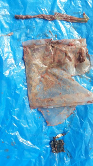 El cachalote hallado muerto a la deriva en Cartagena presentaba un traumatismo muy grave con fractura de columna vertebral - 2, Foto 2