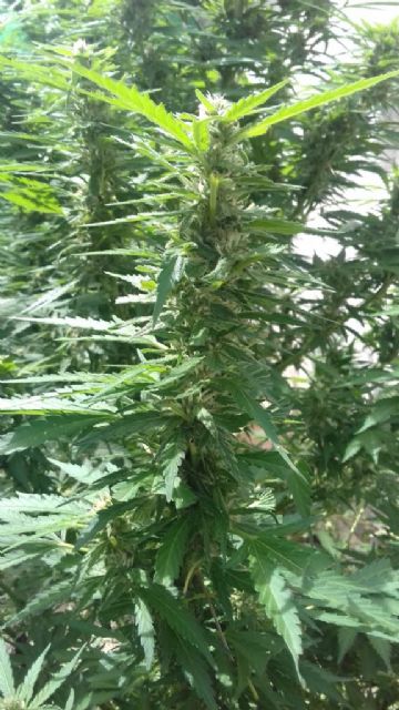 Nueva incautación de plantas de marihuana en Moratalla - 1, Foto 1