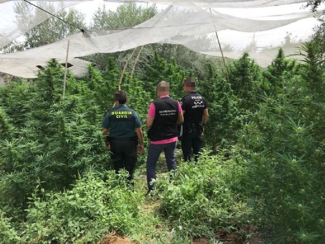 Nueva incautación de plantas de marihuana en Moratalla - 2, Foto 2