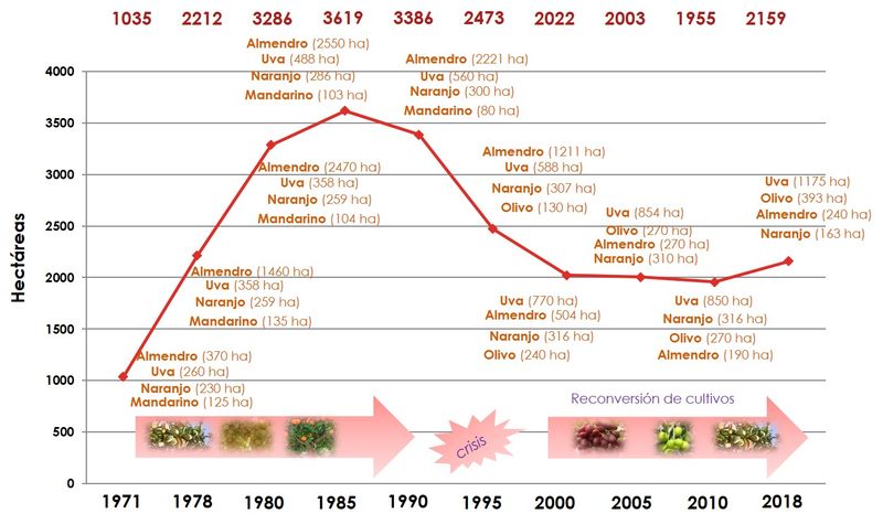 Figura 2. Evolución de la superficie de cultivos arbóreos en regadío en Totana en los últimos 50 años. Fuente: Elaboración propia a partir de los datos de la Consejería de Agricultura de Murcia., Foto 3