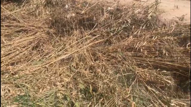 El PP denuncia el temerario desbroce que el gobierno de Mateos ha hecho en parte de la rambla de Ylorci, cortando miles de cañas y tirándolas al propio cauce - 1, Foto 1