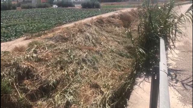 El PP denuncia el temerario desbroce que el gobierno de Mateos ha hecho en parte de la rambla de Ylorci, cortando miles de cañas y tirándolas al propio cauce - 2, Foto 2