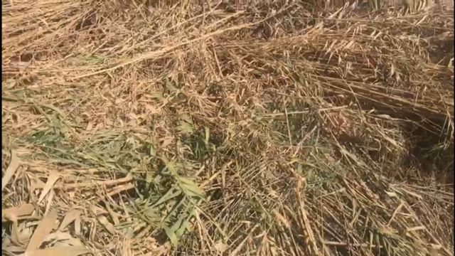 El PP denuncia el temerario desbroce que el gobierno de Mateos ha hecho en parte de la rambla de Ylorci, cortando miles de cañas y tirándolas al propio cauce - 3, Foto 3