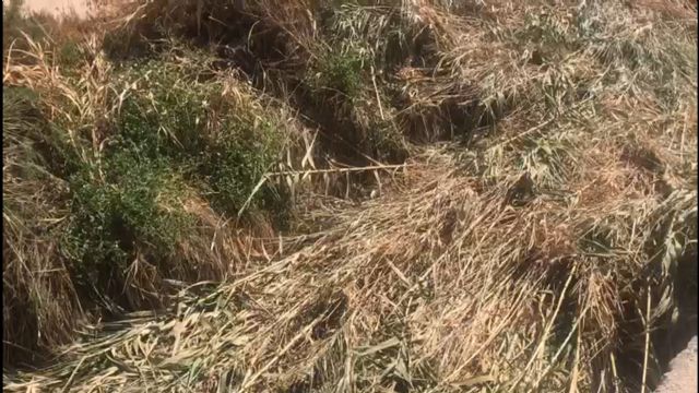 El PP denuncia el temerario desbroce que el gobierno de Mateos ha hecho en parte de la rambla de Ylorci, cortando miles de cañas y tirándolas al propio cauce - 4, Foto 4