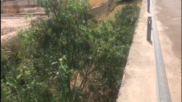 El PP denuncia el temerario desbroce que el gobierno de Mateos ha hecho en parte de la rambla de Ylorci, cortando miles de cañas y tirándolas al propio cauce - 5, Foto 5