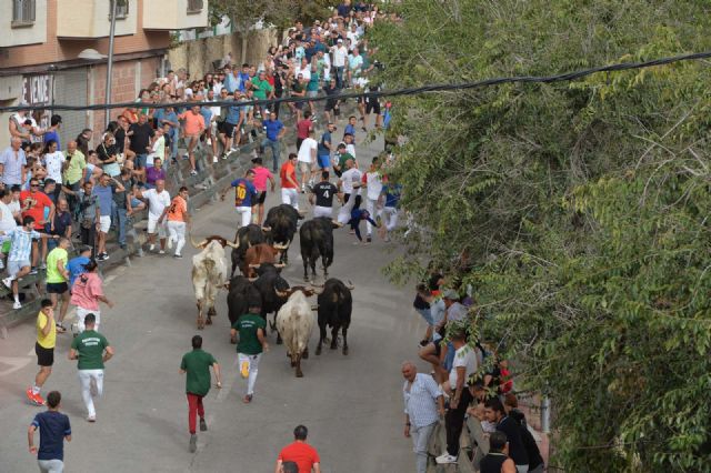 Un puntazo leve en el primero de los encierros de Calasparra - 3, Foto 3