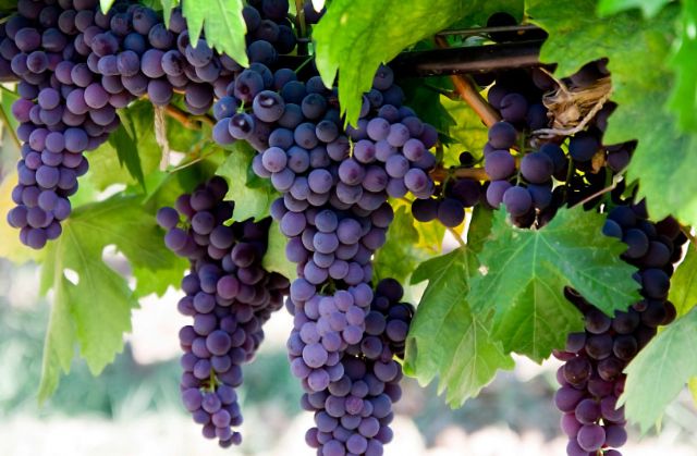 Grape Connect reúne a líderes de la industria de la uva de mesa de todo el mundo - 1, Foto 1