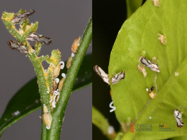 Intercitrus alerta de la presencia en la UE del vector más peligroso de la enfermedad citrícola más devastadora - 1, Foto 1