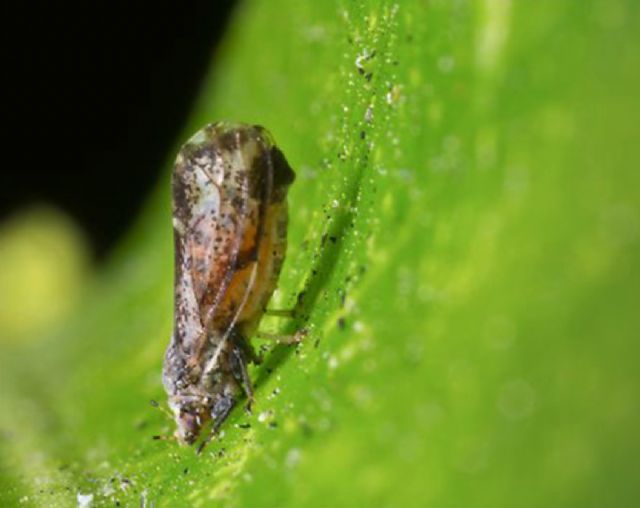 Intercitrus alerta de la presencia en la UE del vector más peligroso de la enfermedad citrícola más devastadora - 2, Foto 2