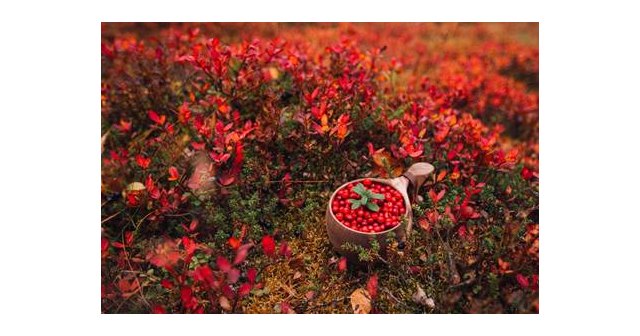 Laponia y su gastronomía de sabores silvestres: productos locales y tradiciones culinarias - 1, Foto 1