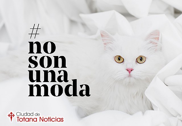 Lanzan la campaña #NoSonUnaModa contra el abandono de animales