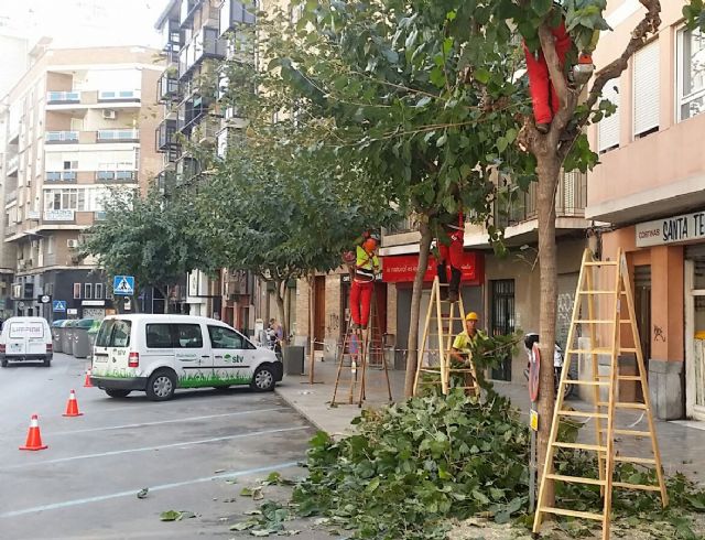 Comienza la campaña de poda de 20.000 moreras - 1, Foto 1