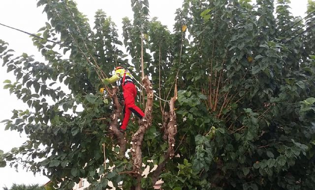 Comienza la campaña de poda de 20.000 moreras - 2, Foto 2