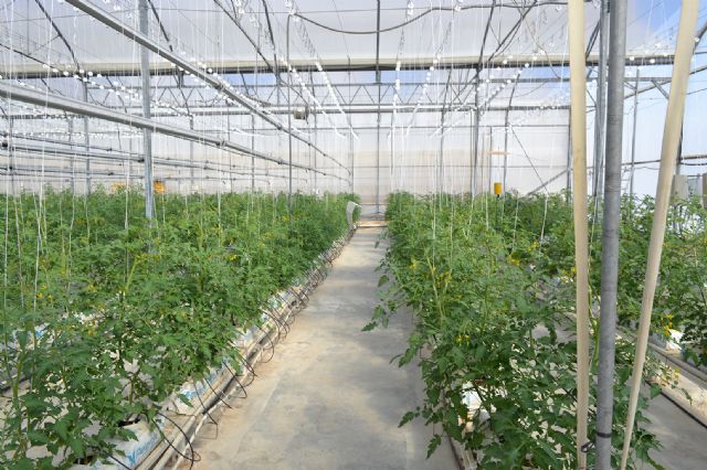 Cajamar y Signify firman un acuerdo para investigar el crecimiento de cultivos agrícolas con iluminación artificial - 2, Foto 2