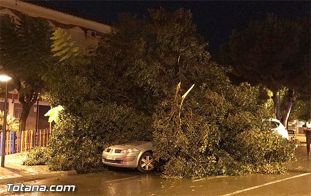 Cae un árbol sobre un coche frente a Cafetería Lolas, Foto 1
