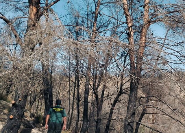 La Guardia Civil esclarece siete incendios forestales atribuidos a cinco menores de edad - 2, Foto 2