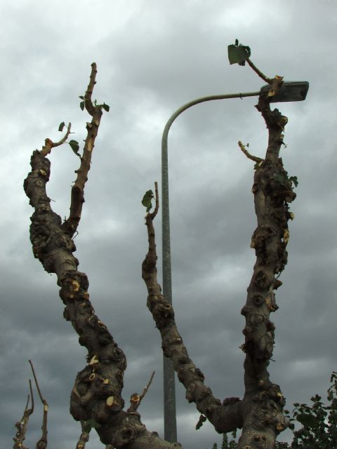 Ahora Murcia demanda transparencia y criterios ecológicos en la realización de podas y reposición del aborlado urbano - 4, Foto 4