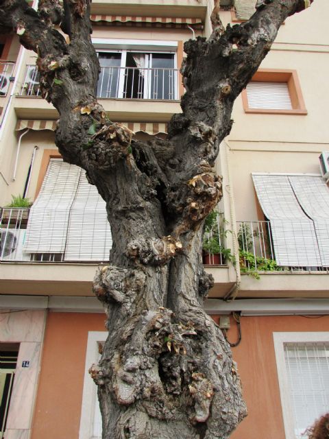 Ahora Murcia demanda transparencia y criterios ecológicos en la realización de podas y reposición del aborlado urbano - 5, Foto 5