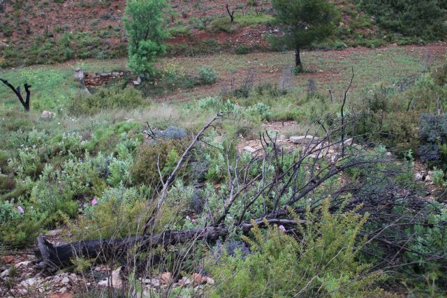 Carboon Proof reforestará 39 hectáreas arrasadas por incendios forestales en Gátova - 1, Foto 1