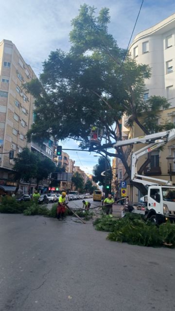 El Ayuntamiento retira una jacaranda de la plaza González Conde ante el riesgo que supone para los ciudadanos - 1, Foto 1
