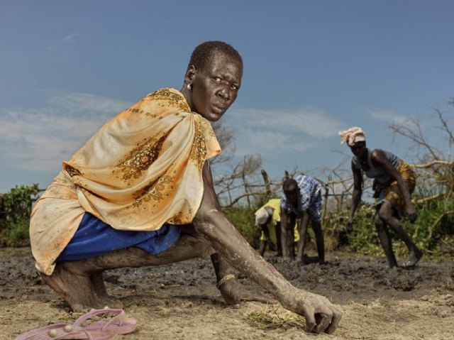 Nyaroni Gai nivela la tierra, en preparación para la siembra a voleo del arroz. Sudán del Sur. © Peter Caton para Acción contra el Hambre., Foto 1