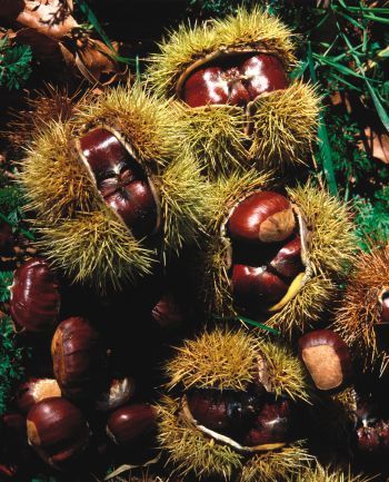 Rutas de otoño entre castañares: un viaje en autocaravana por la España más dorada (mágica) - 1, Foto 1
