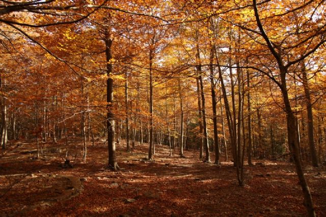 Rutas de otoño entre castañares: un viaje en autocaravana por la España más dorada (mágica) - 2, Foto 2