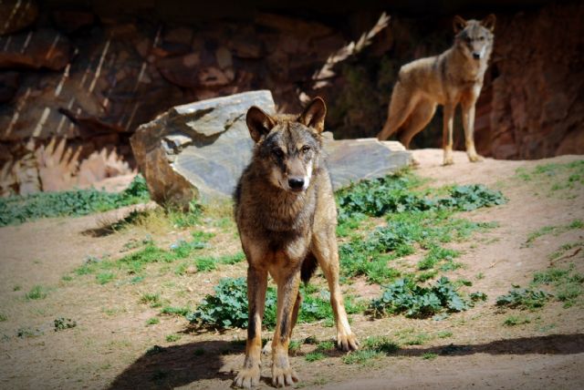 Terra Natura Murcia recibe dos ejemplares de lobo ibérico exclusivos de la Península - 1, Foto 1