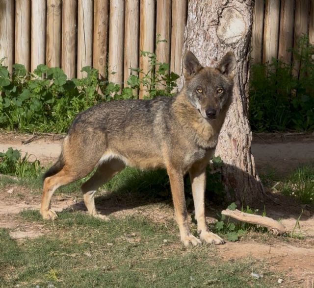 Terra Natura Murcia recibe dos ejemplares de lobo ibérico exclusivos de la Península - 2, Foto 2