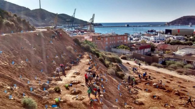 El Cerro de los Moros se reforesta con un millar de ejemplares de variedades autoctonas - 1, Foto 1