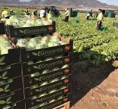 Gruventa afronta la campaña hortofrutícola de invierno con una extraordinaria proyección internacional - 1, Foto 1