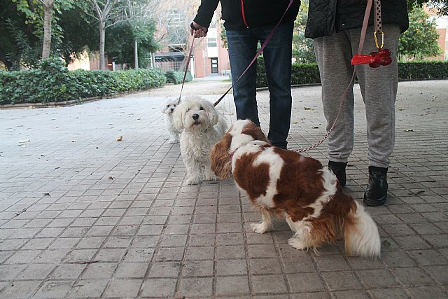 Alertan de que los test de ADN contra las heces caninas no son eficaces y plantean dudas jurídicas - 1, Foto 1