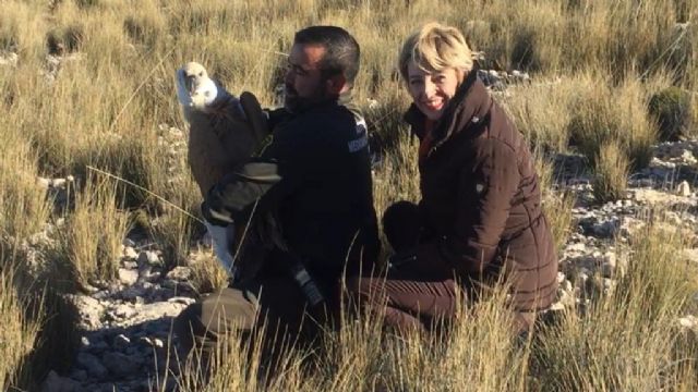 El Centro de Recuperacin de Fauna Silvestre consigue rescatar y devolver al medio natural a tres ejemplares de buitre en apenas dos meses, Foto 1