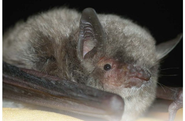Alhama capital de la conservación de los murciélagos, Foto 1