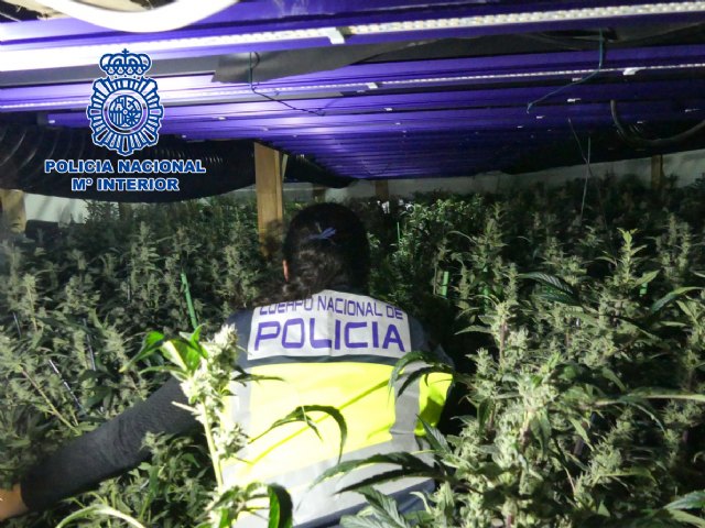 La Policía Nacional desmantela cinco macroplantaciones destinadas al cultivo masivo de marihuana - 1, Foto 1
