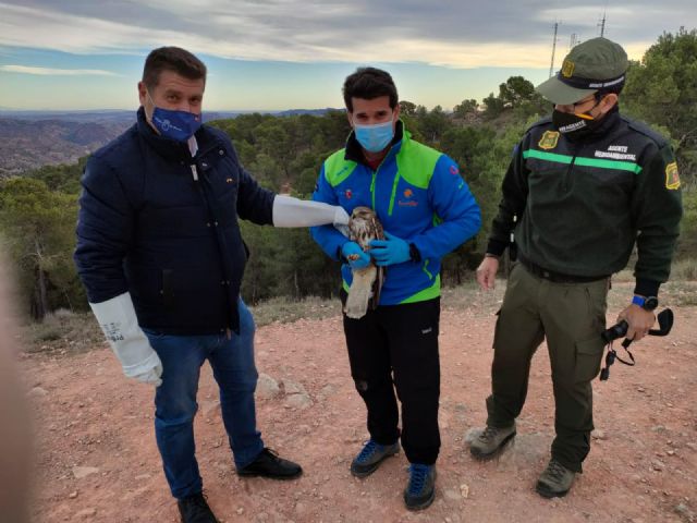 Liberado un ejemplar de águila ratonera tras restablecerse de sus lesiones en el Centro de Recuperación de Fauna - 1, Foto 1