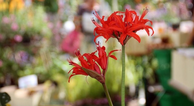 La Plaza de las Flores, un lugar con encanto y de tapeo en Murcia - 1, Foto 1