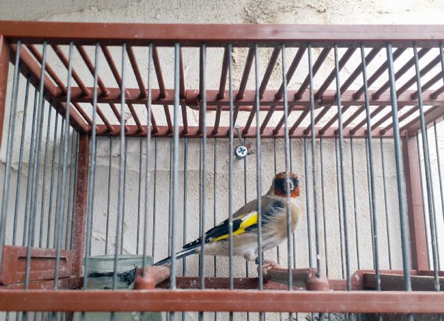 La Guardia Civil investiga a un vecino de San Pedro del Pinatar por la tenencia irregular de aves fringílidas - 2, Foto 2