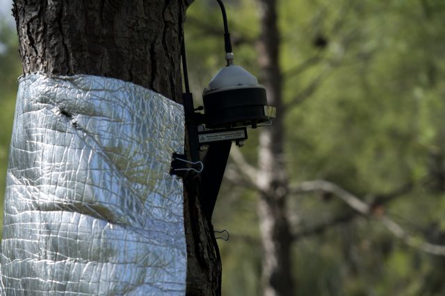 Por qué es necesario gestionar los bosques: motivos ecológicos, económicos y de salud pública - 2, Foto 2
