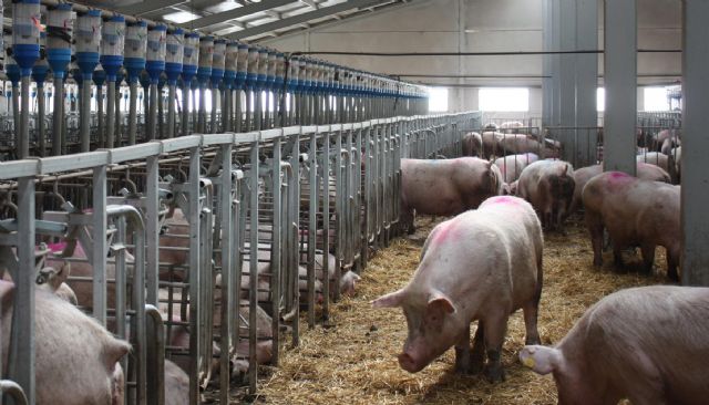 Asaja Murcia indignada con Évole por dañar gravemente la imagen del sector porcino, Foto 1
