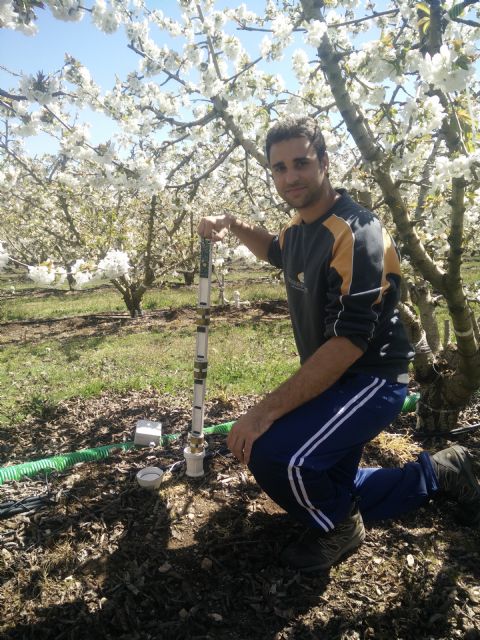 Premiada la investigación de la UPCT que define cuándo aplicar el riego deficitario en cerezos - 2, Foto 2
