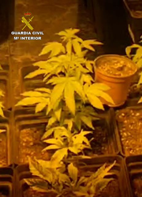 La Guardia Civil desmantela un punto de producción y distribución de marihuana en Murcia - 5, Foto 5