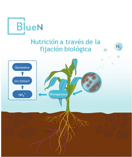 Con BlueN de Symborg los cultivos pueden tomar del aire el 60% del Nitrógeno que necesitan - 1, Foto 1